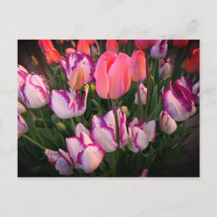 Carte postale Tulips Peace Flame & Affaire