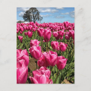 Carte Postale Tulips roses à Field, Oregon