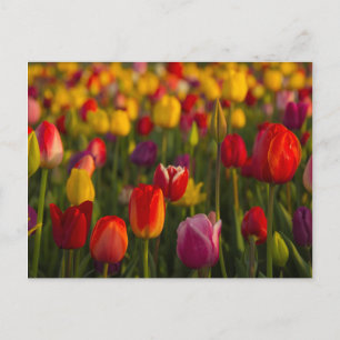 Carte Postale Tulips, Tulip Festival, Woodburn, Oregon, USA 2