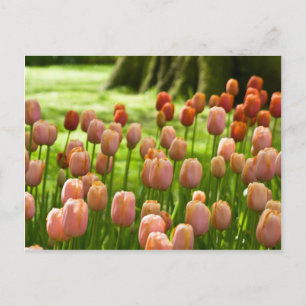 Carte postale Tulips Tulpen Postkarte