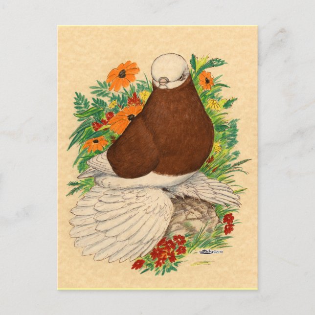 Carte Postale Tumbler Pigeon Rouge Bald Muffé (Devant)