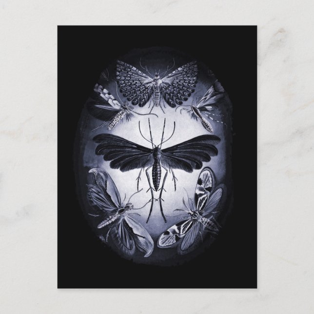 Carte Postale Tumées de champignons à la lumière du crépuscule (Devant)