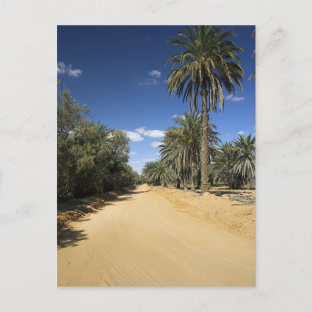 Carte Postale Tunisie, Ksour Area, Ksar Ghilane, dattier (Devant)