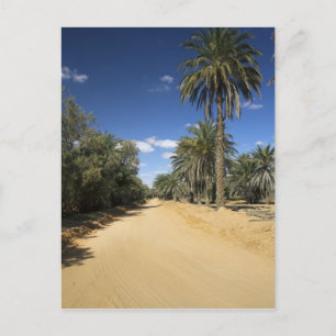 Carte Postale Tunisie, Ksour Area, Ksar Ghilane, dattier