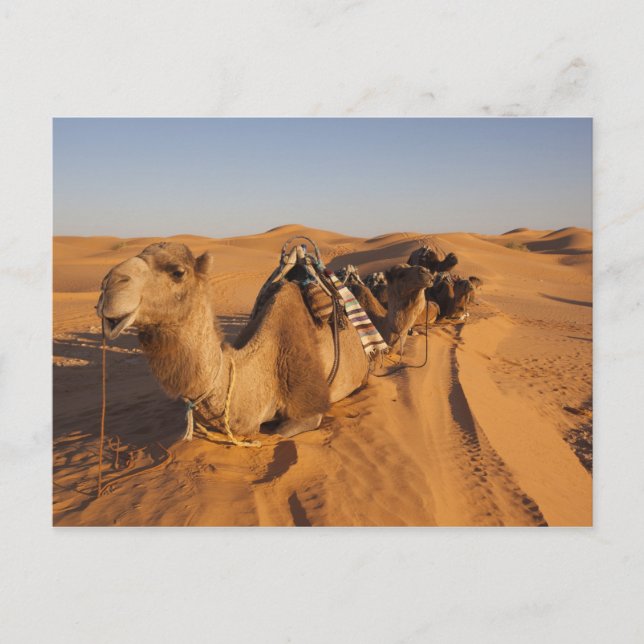 Carte Postale Tunisie, Ksour Area, Ksar Ghilane, Grand Erg 5 (Devant)