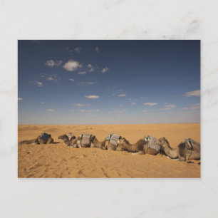 Carte Postale Tunisie, région des Ksour, Ksar Ghilane, Grand Erg