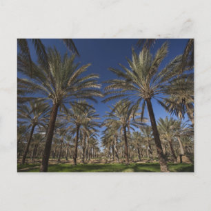 Carte Postale Tunisie, Sahara Desert, Douz, Zone Touristique, 2