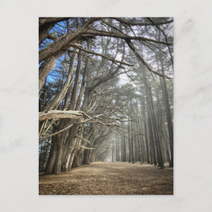 Carte Postale Tunnel de Cypress Tree, Californie