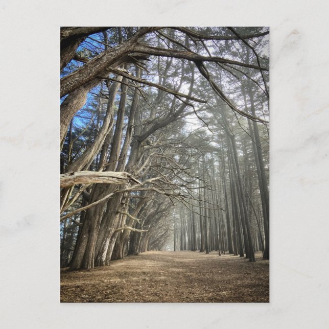 Carte Postale Tunnel de Cypress Tree, Californie (Devant)