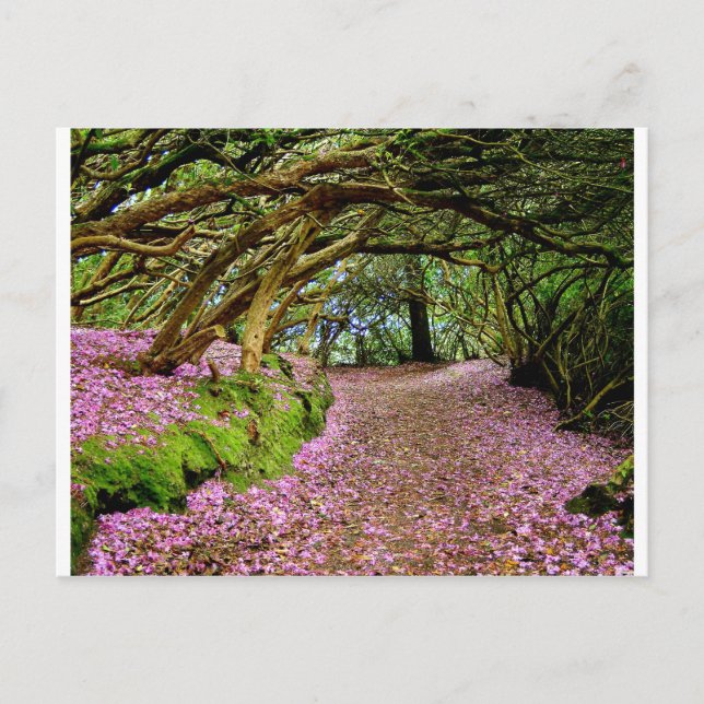 Carte Postale Tunnel de Kenmare Rhododendron (Devant)