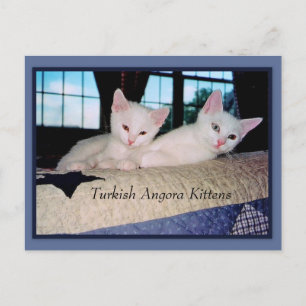 Carte Postale Turc Angora Kittens