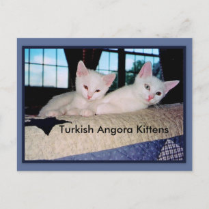 Carte postale Turc Angora Kittens