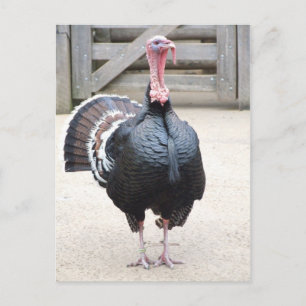 Carte postale Turquie