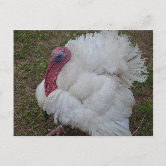 Carte Postale Turquie (Devant)