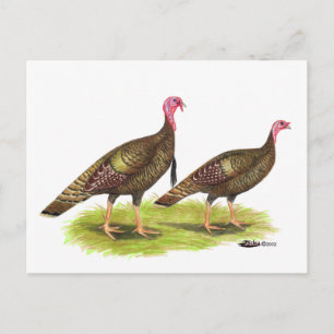 Carte Postale Turquie : Bronze sauvage