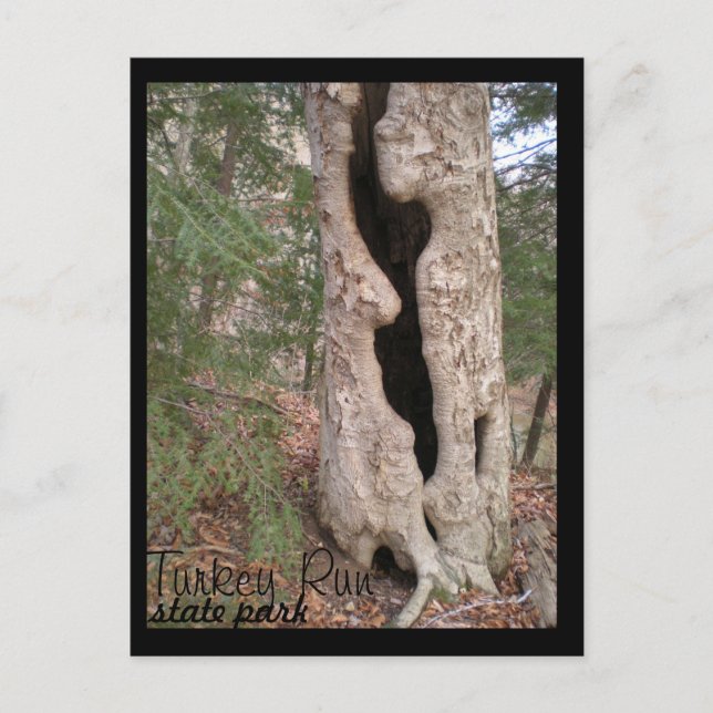 Carte Postale Turquie Run State Park, Hallow Tree (Devant)