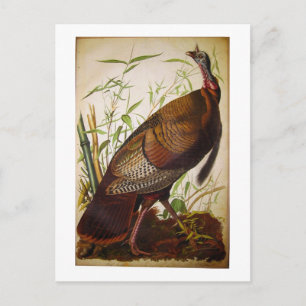 Carte Postale Turquie sauvage, John James Audubon