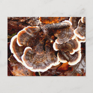 Carte postale Turquie Tails Fungi