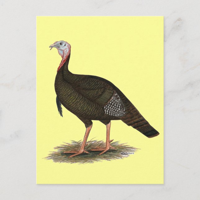 Carte Postale Turquie :  Tom sauvage oriental (Devant)