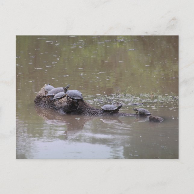Carte postale Turtle (Devant)