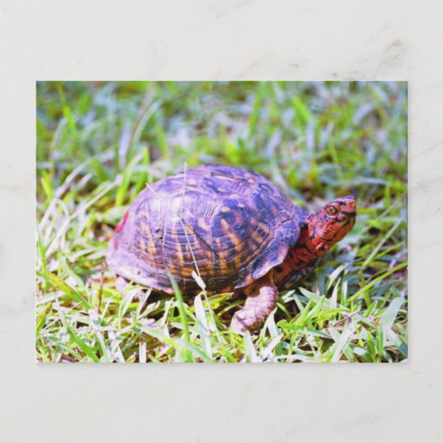 Carte Postale Turtle à boîte orientale Louisiane (Devant)