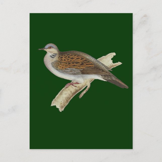 Carte Postale Turtle Dove (Devant)