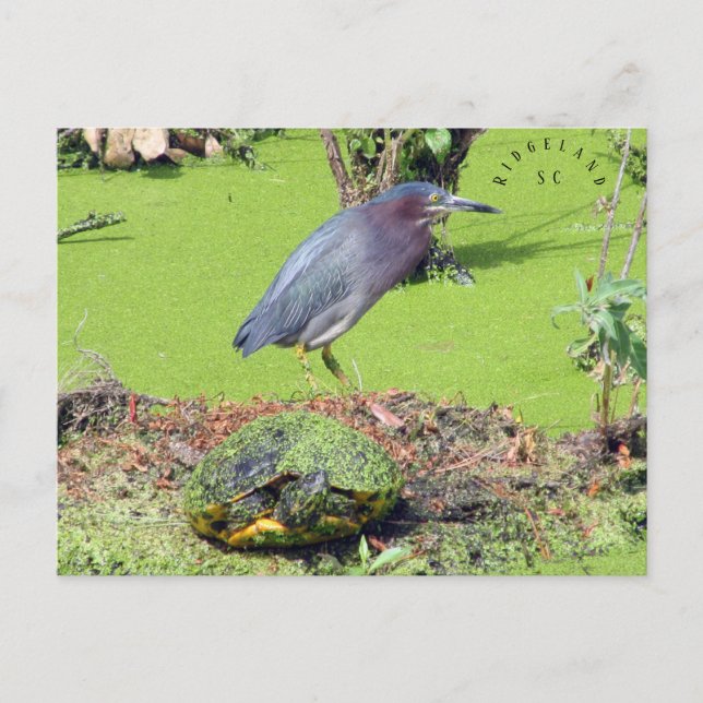 Carte Postale Turtle et Heron Caroline du Sud (Devant)