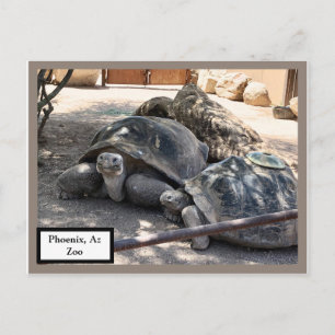 Carte Postale Turtle Friends Phoenix, Az Zoo Postcard