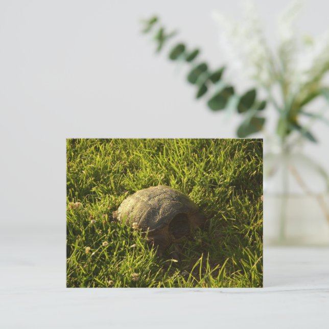 Carte Postale Turtle Shy (Debout devant)