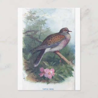 Carte Postale turtledove