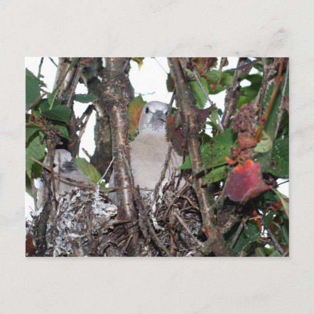 Carte Postale Turtledove (Devant)