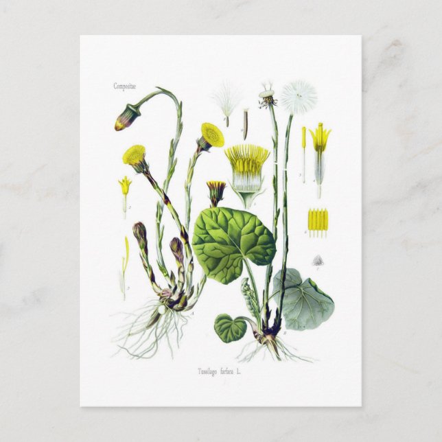 Carte Postale Tussilago farfara (Coltsfoot) (Devant)