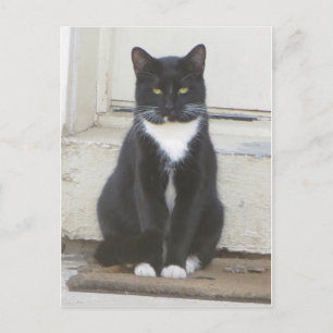Carte Postale Tuxedo