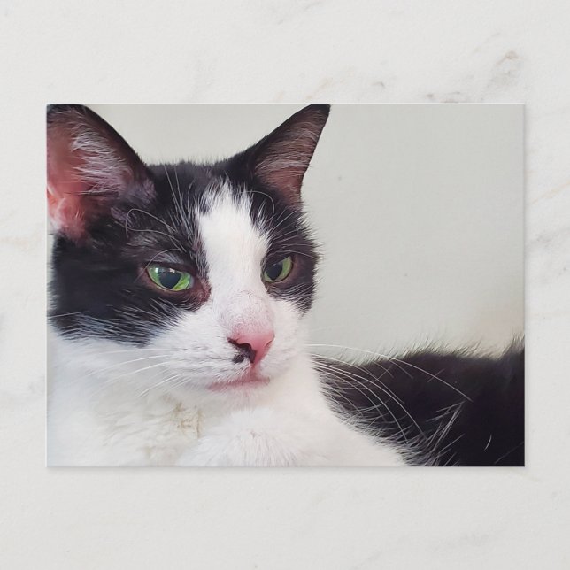 Carte Postale Tuxedo (Devant)