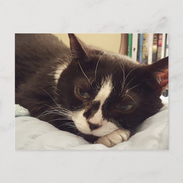 Carte postale Tuxedo Cat (Devant)