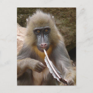 Carte Postale Tuyau de paix