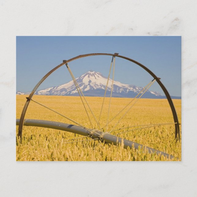 Carte Postale Tuyau d'irrigation en champ (Devant)