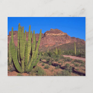 Carte Postale Tuyaux D'Organes Dans La Vallée De La Mort