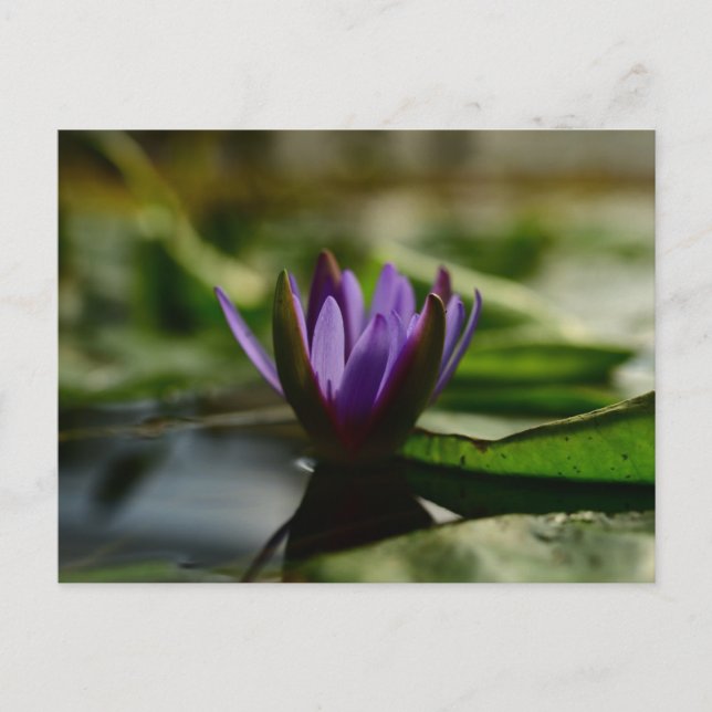 Carte Postale Twilight Lotus Serenity (Devant)