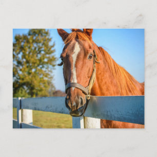 Carte Postale Twilight Rose   Thoroughbred Race Horse