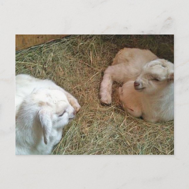 Carte Postale Twin Bucklings (Devant)