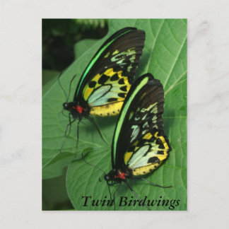 Carte postale Twin Butterfly