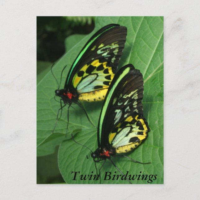 Carte postale Twin Butterfly (Devant)
