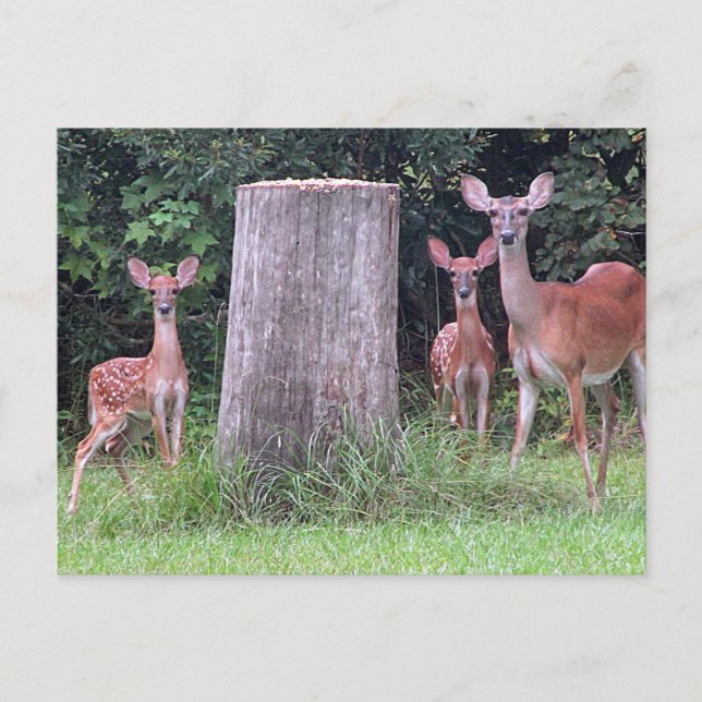 Carte postale Twin Fawns (Devant)