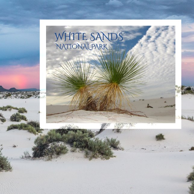 Carte Postale Twin Yuccas, Parc national des Sables Blancs (Créateur téléchargé)