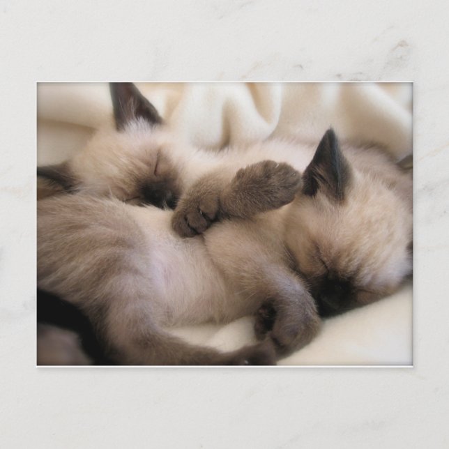 Carte Postale Twins Pet Cat Cute Siamese Kitten (Devant)