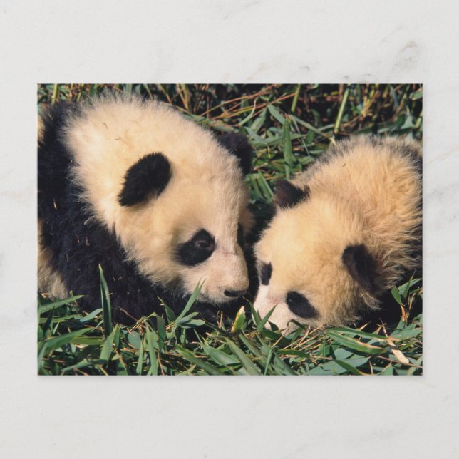 Carte Postale Two panda cubs in the bamboo bush, Wolong, (Devant)