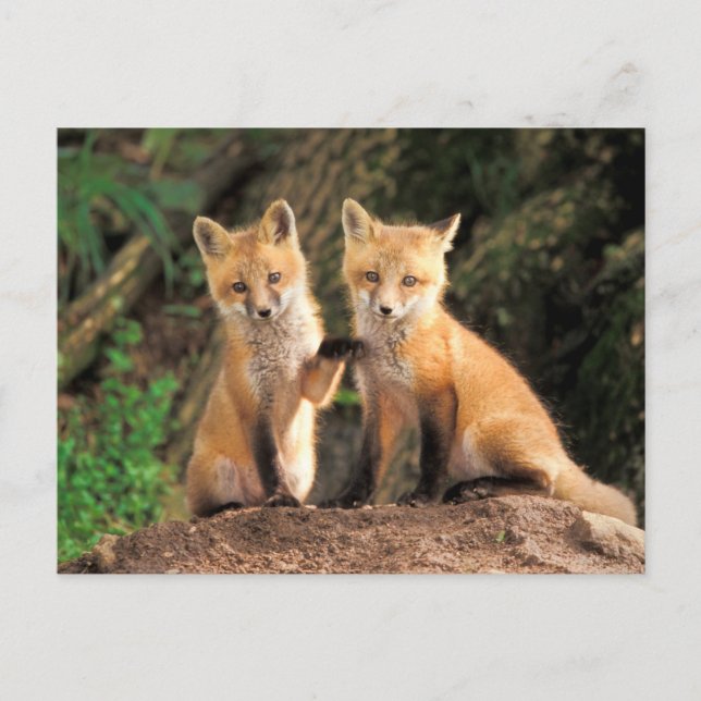 Carte Postale Two Red Fox Pups in Front of Their Den (Devant)