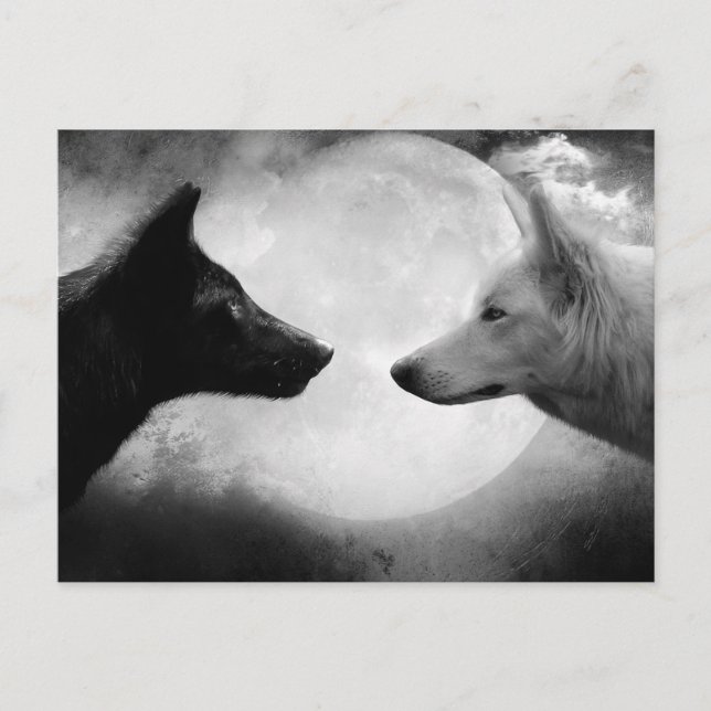 Carte Postale Two wolves facing each other (Devant)
