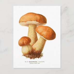 Carte Postale Tylopilus